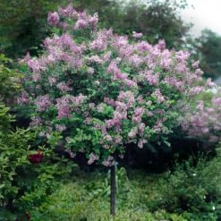 Red Pixie Lilac Tree -Nature Garden Store Red Pixie Lilac Tree 2
