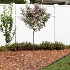 Red Pixie Lilac Tree -Nature Garden Store Red Pixie Lilac Tree 4 FGT
