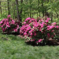 Red Rhododendron Shrub 9 Red Rhododendron Shrub -Nature Garden Store Red Rhododendron 1 FGT