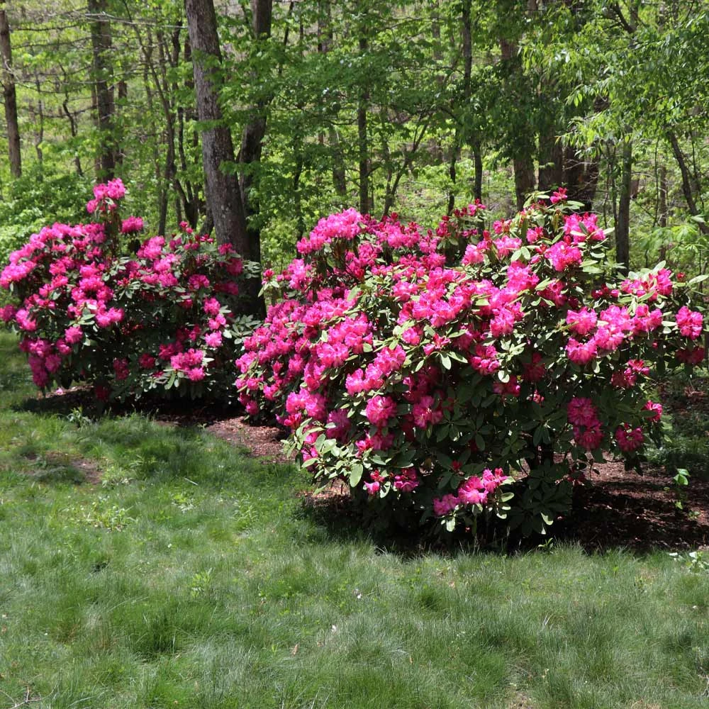 Red Rhododendron Shrub 5 Red Rhododendron Shrub - Image 3