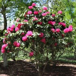 Red Rhododendron Shrub 10 Red Rhododendron Shrub -Nature Garden Store Red Rhododendron 3