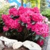 Red Rhododendron Shrub -Nature Garden Store Red Rhododendron FGT 600x600 3a65a6f3 2b2f 42ff 9401 dd2ec7848eec
