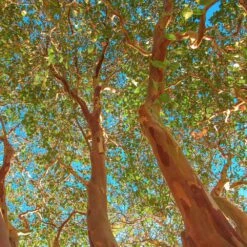 Red Rocket Crape Myrtle -Nature Garden Store Red Rocket Crape Myrtle