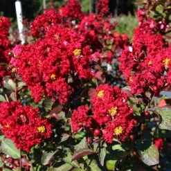Red Rocket Crape Myrtle -Nature Garden Store Red Rocket Crape Myrtle FGT 2jpg