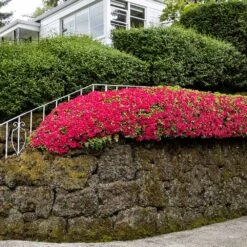 Red Ruffles Azalea Shrub -Nature Garden Store Red Ruffles Azalea 7