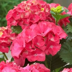 Red Sensation Hydrangea 7 Red Sensation Hydrangea -Nature Garden Store Red Sensation Hydrangea 1 FGT