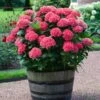 Red Sensation Hydrangea -Nature Garden Store Red Sensation Hydrangea FGT 600x600 1b68ee6d 2e74 42f5 860b bc24d927d110