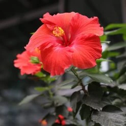 Red Tropical Hibiscus Tree -Nature Garden Store Red Tropical Hibiscus Tree 3 FGT