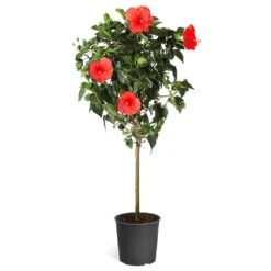 Red Tropical Hibiscus Tree -Nature Garden Store Red Tropical Hibiscus Tree 5