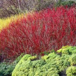 Red Twig Dogwood Shrub -Nature Garden Store Red Twig Dogwood 4