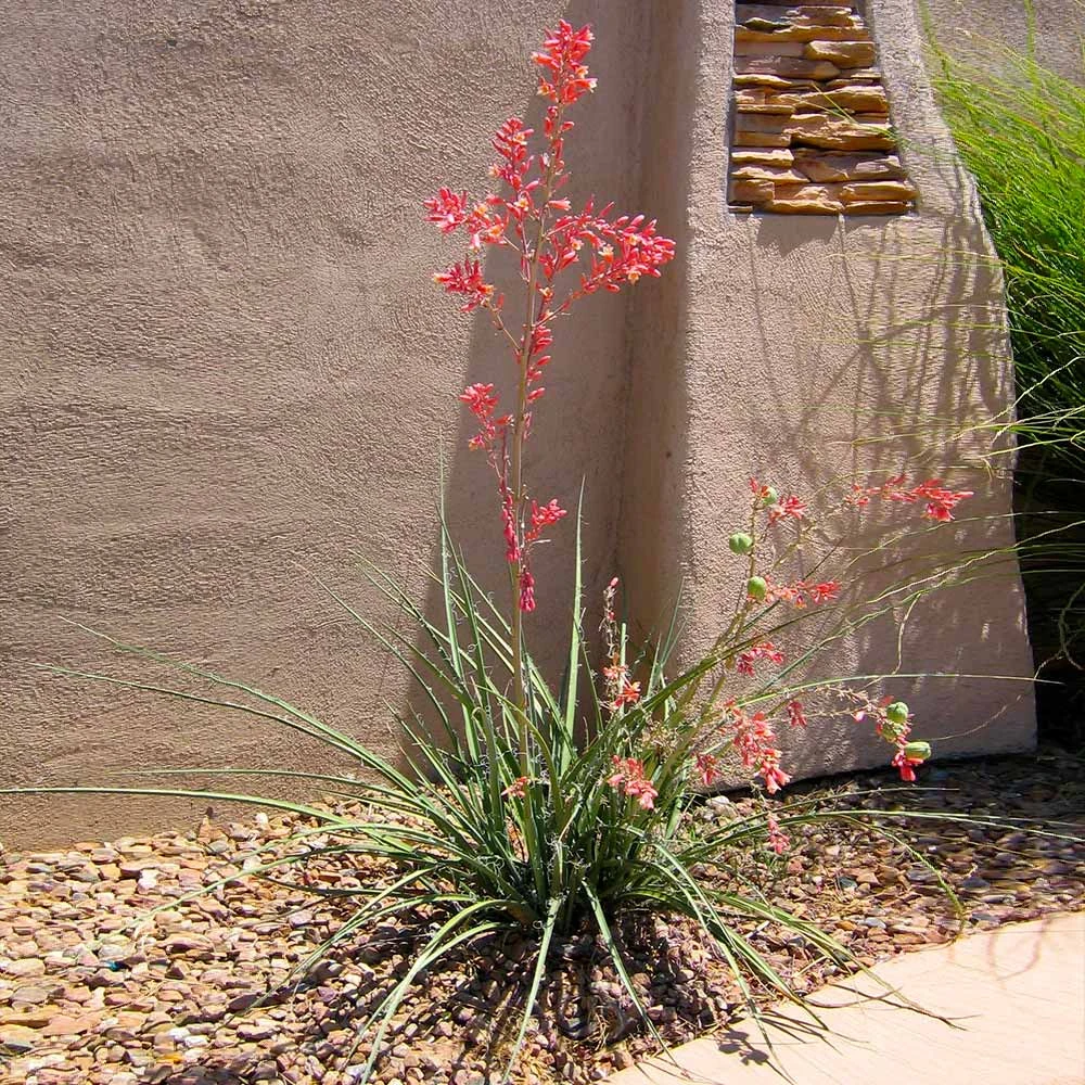 Red Yucca Plant 3 Red Yucca Plant - Image 2