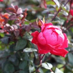 Double Knock Out® Rose -Nature Garden Store Red knockout rose 2