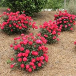 Double Knock Out® Rose -Nature Garden Store Red knockout rose 4