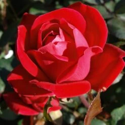 Double Knock Out® Rose -Nature Garden Store Red knockout rose 7 FGT