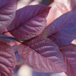 Purple Plunge Weeping Plum Tree -Nature Garden Store Redbud Purple Plunge 2 b8894708 2bb9 4f3e 8d30 7b3eeb931914