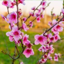 Redskin Peach Tree -Nature Garden Store Redskin Peach Tree 3 8df8851c ef3e 4a16 b538 29f1adcb997c