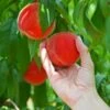 Redskin Peach Tree 2 Redskin Peach Tree -Nature Garden Store Redskin Peach Tree FGT 600x600 3c7c3ae4 1db7 4170 96d5 babcc1411ea3