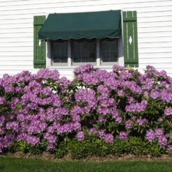 Lavender Rhododendron Shrub -Nature Garden Store Rhododendron Lavender 2 FGT