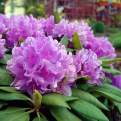 Lavender Rhododendron Shrub -Nature Garden Store Rhododendron Lavender 3 FGT