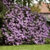 Lavender Rhododendron Shrub -Nature Garden Store Rhododendron Lavender FGT 600x600 9d084bfd 402e 4a14 904d c3667851a20a