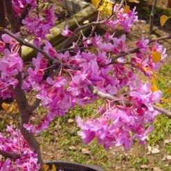 The Rising Sun™ Eastern Redbud Tree -Nature Garden Store Rising Sun Redbud 6