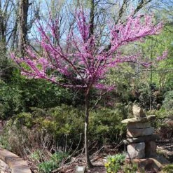 The Rising Sun™ Eastern Redbud Tree -Nature Garden Store Rising Sun Redbud 7