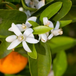 Robertson Navel Orange 10 Robertson Navel Orange -Nature Garden Store Robertson Navel Orange 1