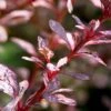 Rose Glow Barberry Shrub -Nature Garden Store Rose GLow Barberry FGT 600x600 fce267bf 276b 4fd5 bc60 84261762ad55
