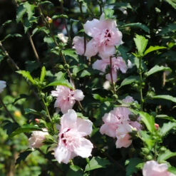 Pink Rose Of Sharon Althea Tree -Nature Garden Store Rose of Sharon Althea 3 FGT