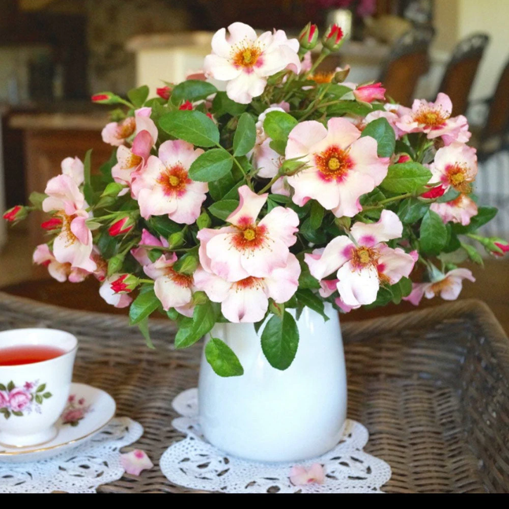 Raspberry Kiss™ Rose Tree 6 Raspberry Kiss™ Rose Tree - Image 4