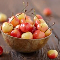 Royal Ann Cherry Tree 8 Royal Ann Cherry Tree -Nature Garden Store Royal Ann CHerry Tree 1 FGT