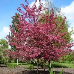 Royal Raindrops® Crabapple Tree -Nature Garden Store Royal Raindrops Crabapple 2