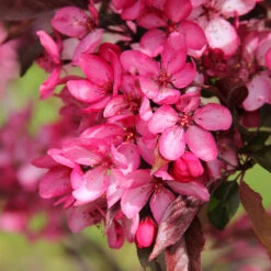 Royal Raindrops® Crabapple Tree -Nature Garden Store Royal Raindrops Crabapple 3