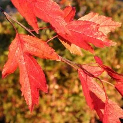 Royal Raindrops® Crabapple Tree -Nature Garden Store Royal Raindrops Crabapple 4