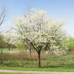 Royal White Redbud Tree 9 Royal White Redbud Tree -Nature Garden Store Royal White Redbud 1