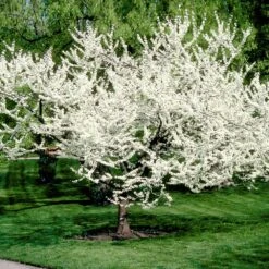 Royal White Redbud Tree 8 Royal White Redbud Tree -Nature Garden Store Royal White Redbud 3