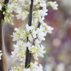 Royal White Redbud Tree 11 Royal White Redbud Tree -Nature Garden Store Royal White Redbud 5 FGT