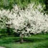 Royal White Redbud Tree -Nature Garden Store Royal White Redbud 600x600 ccd5de23 5283 4e40 b2ae 60b520088a5a
