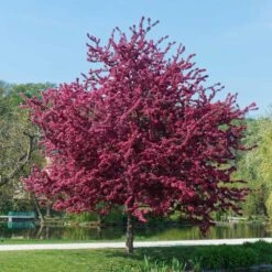 Royalty Crabapple Tree -Nature Garden Store Royalty Crabapple 5 BB