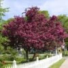 Royalty Crabapple Tree -Nature Garden Store Royalty Crabapple FGT 600x600 d774e7b4 d01c 4958 babc a565dfd4fbc1