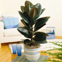 Sunset Hues House Plant Kit -Nature Garden Store Rubber Tree BB 9853f49f 6d2e 4e25 8d11 6abd2adf323a