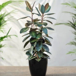 Air-Purifying House Plant Kit -Nature Garden Store Rubber Tree FGT 41d06897 7e64 4438 9d3a fd7a33808734