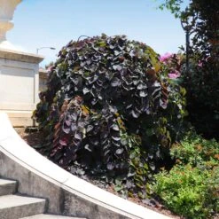 Ruby Falls Redbud Tree -Nature Garden Store Ruby Falls Redbud 8