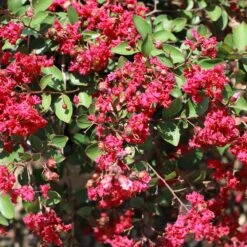 Ruby Prince™ Emerald Empire® Crape Myrtle Tree 9 Ruby Prince™ Emerald Empire® Crape Myrtle Tree -Nature Garden Store Ruby Prince Crape Myrtle 1