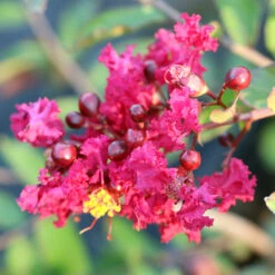 Ruby Prince™ Emerald Empire® Crape Myrtle Tree 11 Ruby Prince™ Emerald Empire® Crape Myrtle Tree -Nature Garden Store Ruby Prince Crape Myrtle 3