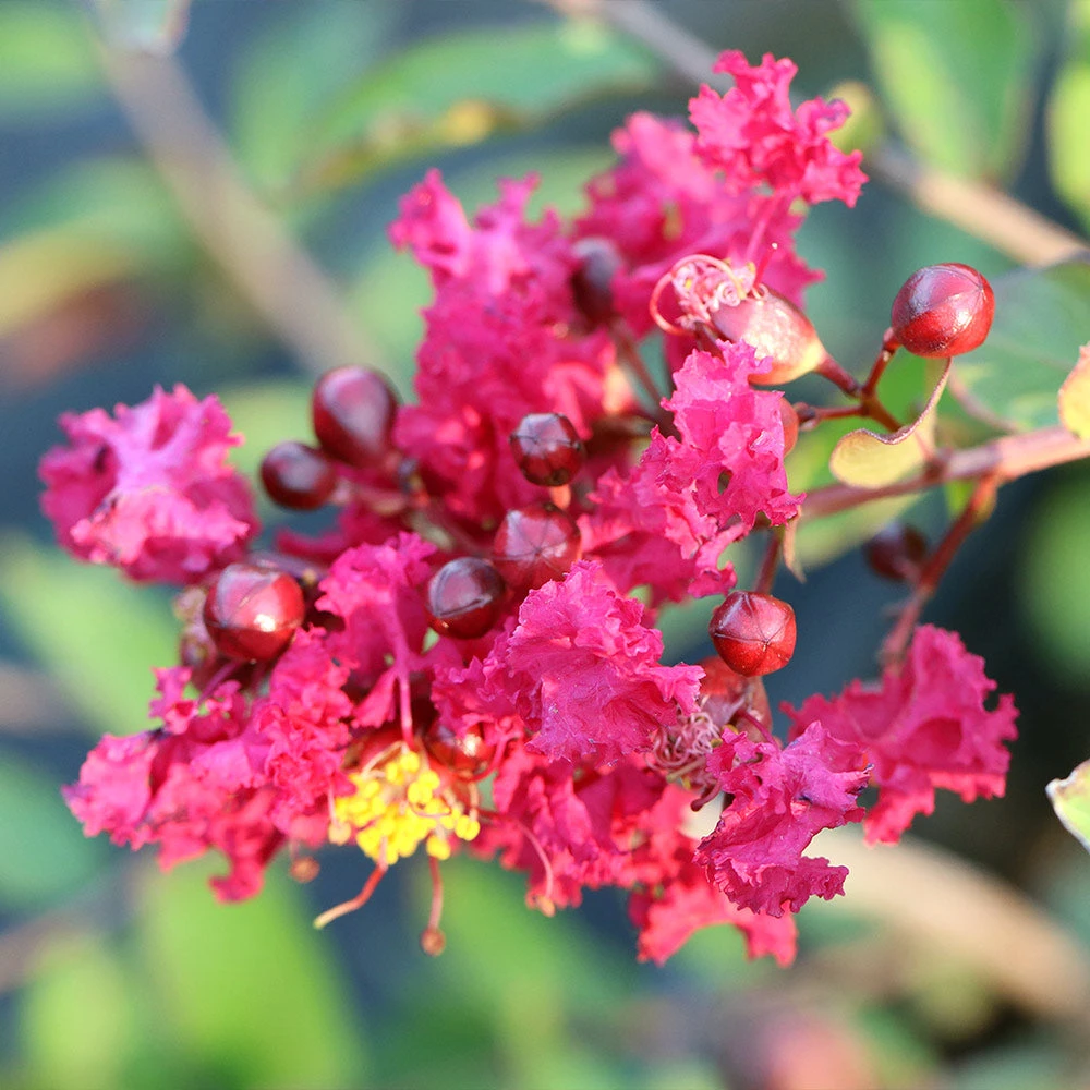 Ruby Prince™ Emerald Empire® Crape Myrtle Tree 7 Ruby Prince™ Emerald Empire® Crape Myrtle Tree - Image 5