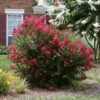 Ruby Prince™ Emerald Empire® Crape Myrtle Tree -Nature Garden Store Ruby Prince Crape Myrtle 600x600 13ad0d15 815c 4640 a1b0 f727db853f57