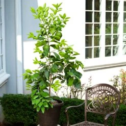 Ruby Red Grapefruit Tree -Nature Garden Store Ruby Red Grapefruit 8