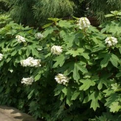 Ruby Slippers Hydrangea Shrub -Nature Garden Store Ruby Slippers Hydrangea 2