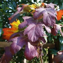 Ruby Slippers Hydrangea Shrub -Nature Garden Store Ruby Slippers Hydrangea 3